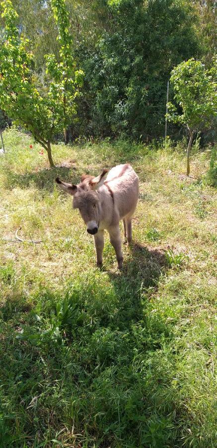 Agriturismo Funtan'Arva Loculi Luaran gambar